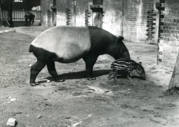 Un tapiro malese con il suo cucciolo di 4 giorni allo zoo di Londra, luglio 1921